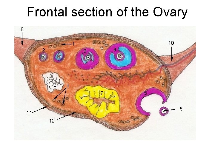 Frontal section of the Ovary 