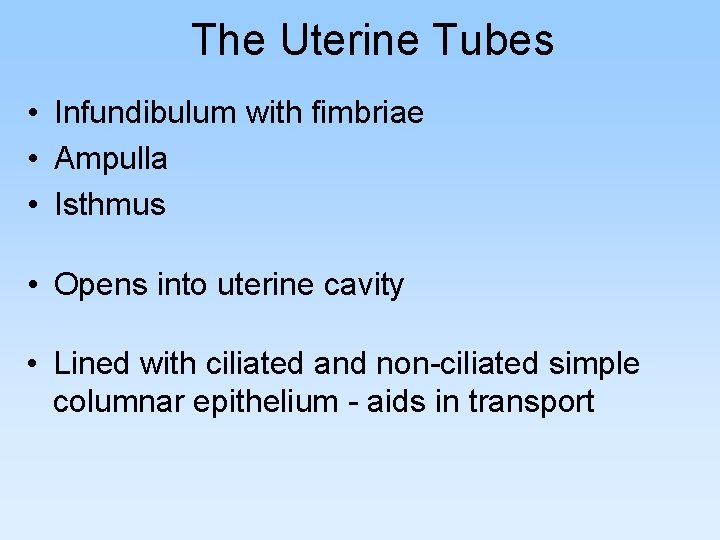 The Uterine Tubes • Infundibulum with fimbriae • Ampulla • Isthmus • Opens into