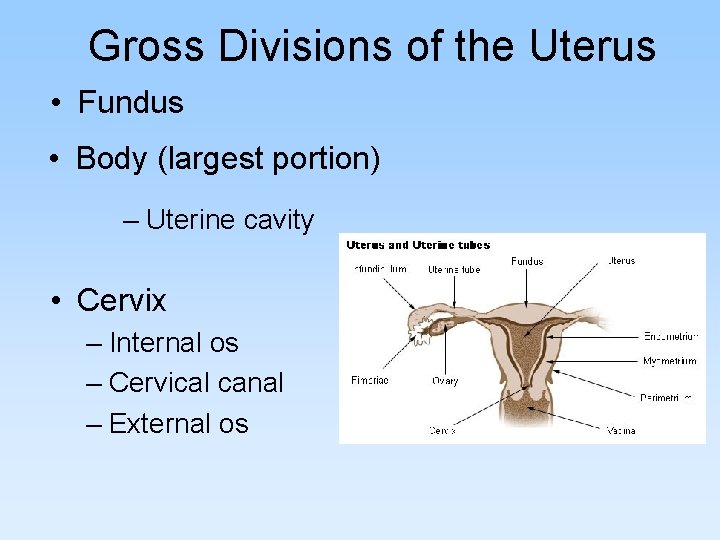 Gross Divisions of the Uterus • Fundus • Body (largest portion) – Uterine cavity