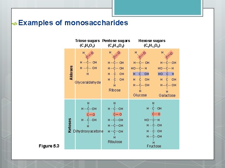  Examples of monosaccharides Triose sugars Pentose sugars (C 3 H 6 O 3)