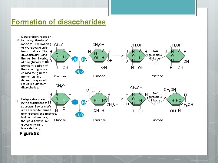 Formation of disaccharides Dehydration reaction (a) in the synthesis of maltose. The bonding CH
