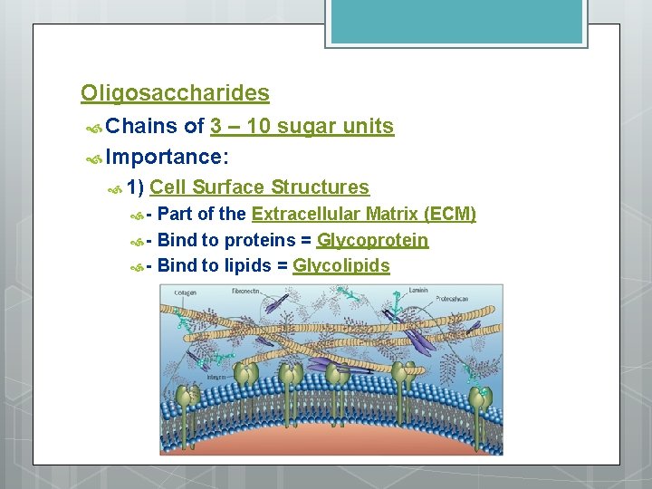 Oligosaccharides Chains of 3 – 10 sugar units Importance: 1) Cell Surface Structures -