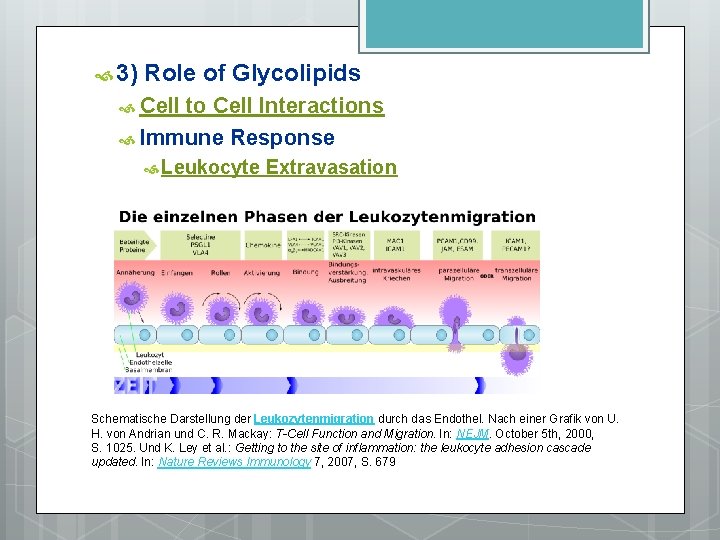  3) Role of Glycolipids Cell to Cell Interactions Immune Response Leukocyte Extravasation Schematische