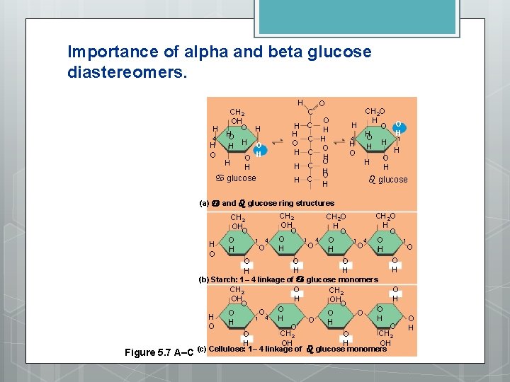 Importance of alpha and beta glucose diastereomers. H CH 2 OH O H H