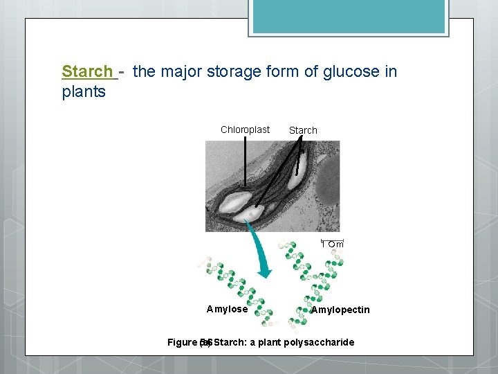 Starch - the major storage form of glucose in plants Chloroplast Starch 1 m