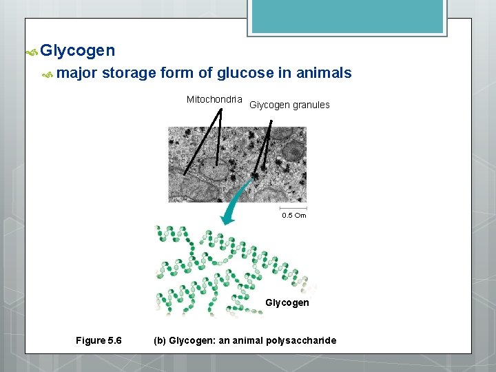  Glycogen major storage form of glucose in animals Mitochondria Giycogen granules 0. 5