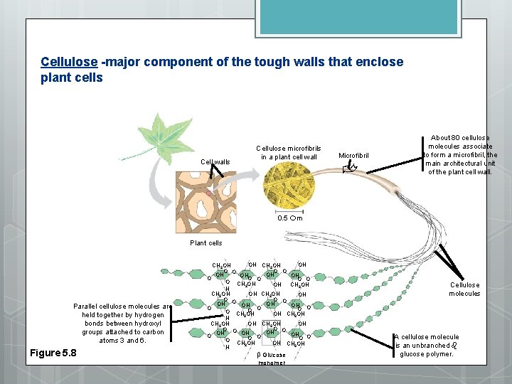 Cellulose -major component of the tough walls that enclose plant cells Microfibril Cell walls