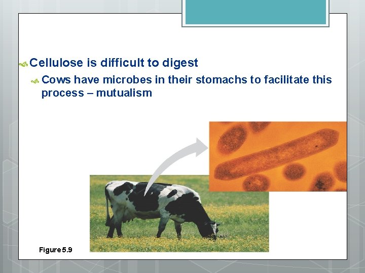  Cellulose Cows is difficult to digest have microbes in their stomachs to facilitate