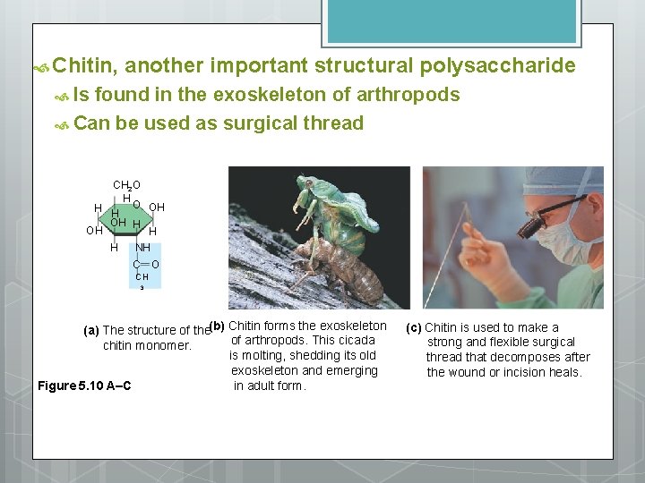  Chitin, another important structural polysaccharide Is found in the exoskeleton of arthropods Can