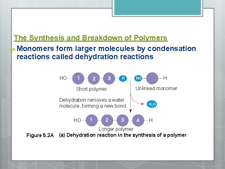 The Synthesis and Breakdown of Polymers Monomers form larger molecules by condensation reactions called