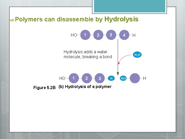  Polymers can disassemble by Hydrolysis HO 1 2 3 4 Hydrolysis adds a
