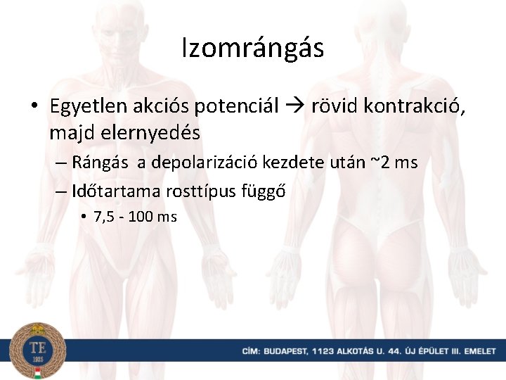 Izomrángás • Egyetlen akciós potenciál rövid kontrakció, majd elernyedés – Rángás a depolarizáció kezdete