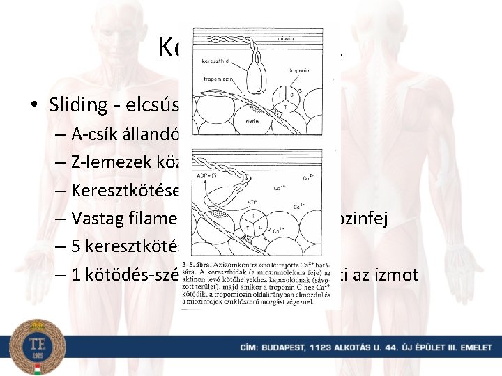 Kontrakció – II. • Sliding - elcsúszás – A-csík állandó szélességű – Z-lemezek közelednek