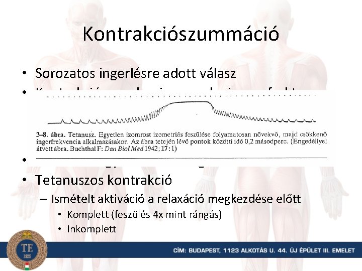 Kontrakciószummáció • Sorozatos ingerlésre adott válasz • Kontrakciós mechanizmusnak nincs refrakter periódusa – Relaxáció