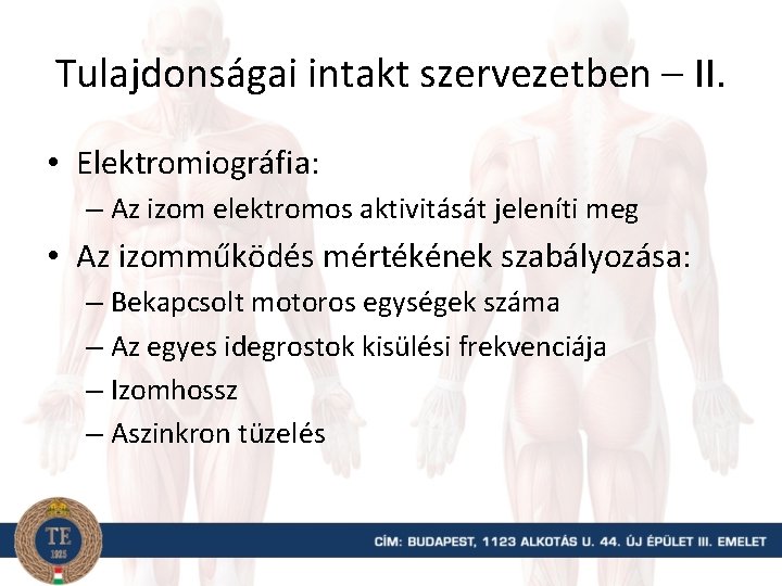 Tulajdonságai intakt szervezetben – II. • Elektromiográfia: – Az izom elektromos aktivitását jeleníti meg