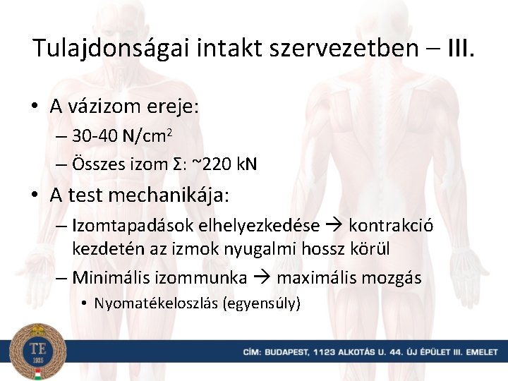 Tulajdonságai intakt szervezetben – III. • A vázizom ereje: – 30 -40 N/cm 2