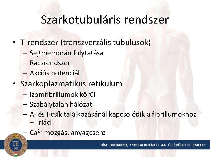 Szarkotubuláris rendszer • T-rendszer (transzverzális tubulusok) – Sejtmembrán folytatása – Rácsrendszer – Akciós potenciál