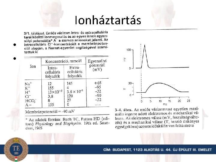 Ionháztartás • Depolarizáció: Na+ beáramlás • Repolarizáció: K+ kiáramlás 