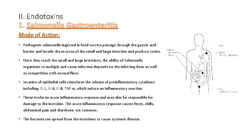 II. Endotoxins 1. Salmonella Gastroenteritis Mode of Action: • Pathogenic salmonella ingested in food