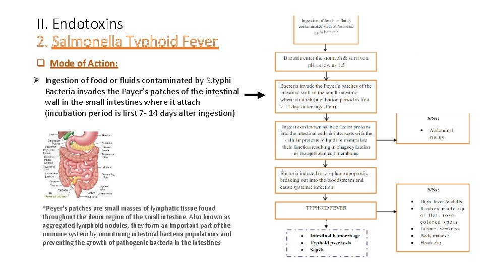 II. Endotoxins 2. Salmonella Typhoid Fever q Mode of Action: Ø Ingestion of food