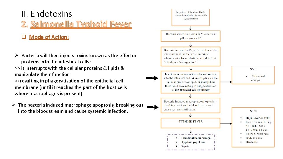 II. Endotoxins 2. Salmonella Typhoid Fever q Mode of Action: Ø Bacteria will then