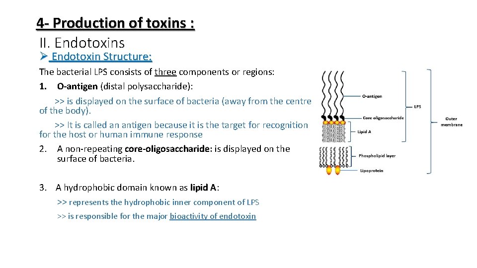 4 - Production of toxins : II. Endotoxins Ø Endotoxin Structure: The bacterial LPS