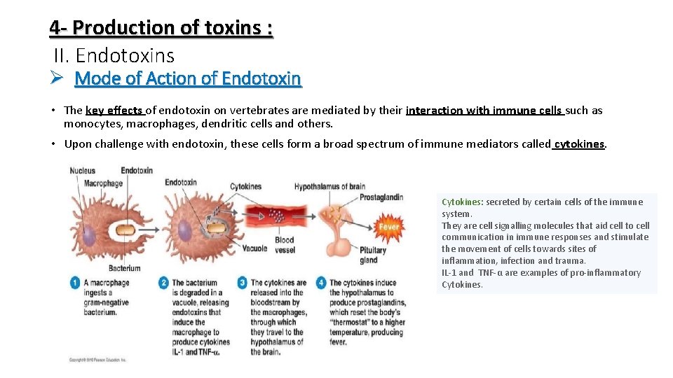 4 - Production of toxins : II. Endotoxins Ø Mode of Action of Endotoxin