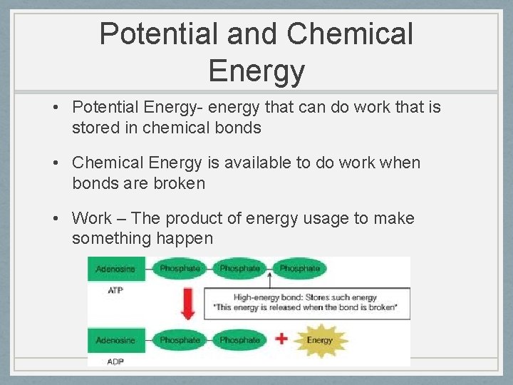 Potential and Chemical Energy • Potential Energy- energy that can do work that is