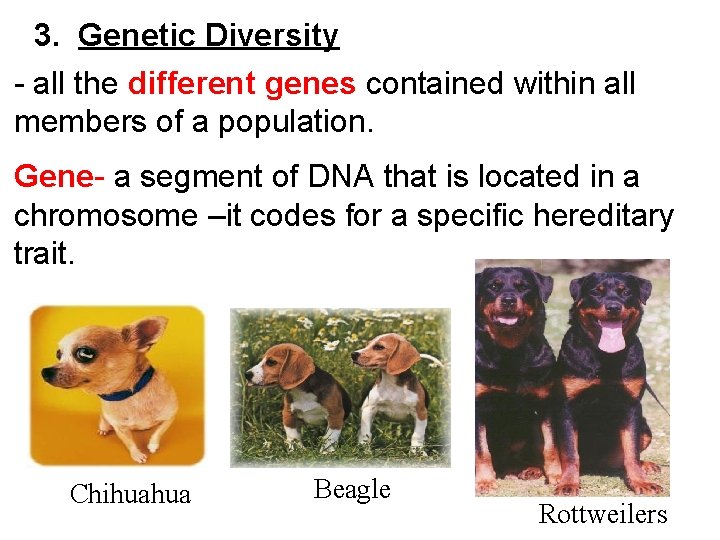 3. Genetic Diversity - all the different genes contained within all members of a
