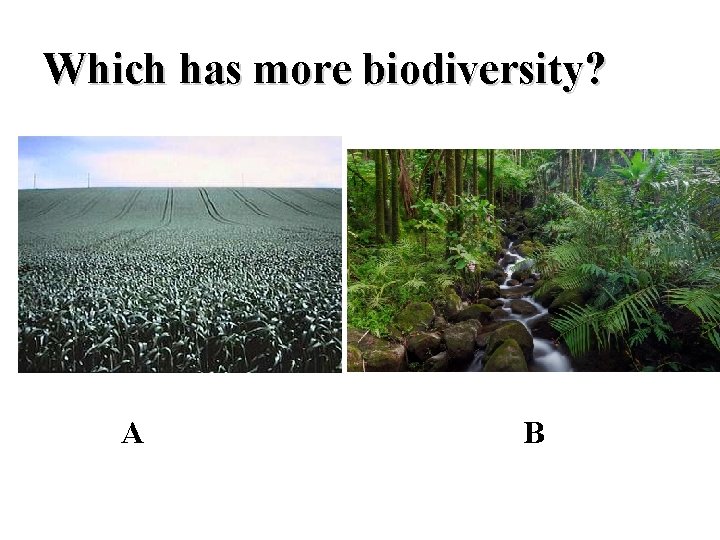 Which has more biodiversity? A B 