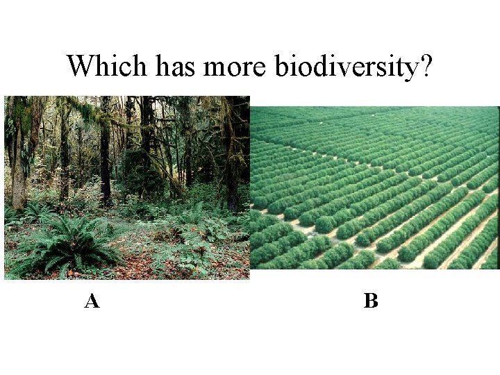 Which has more biodiversity? A B 