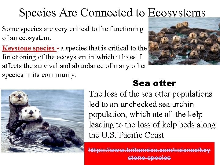 Species Are Connected to Ecosystems Some species are very critical to the functioning of