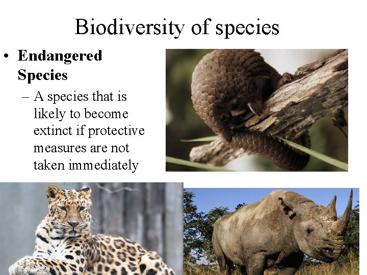 Biodiversity of species • Endangered Species – A species that is likely to become