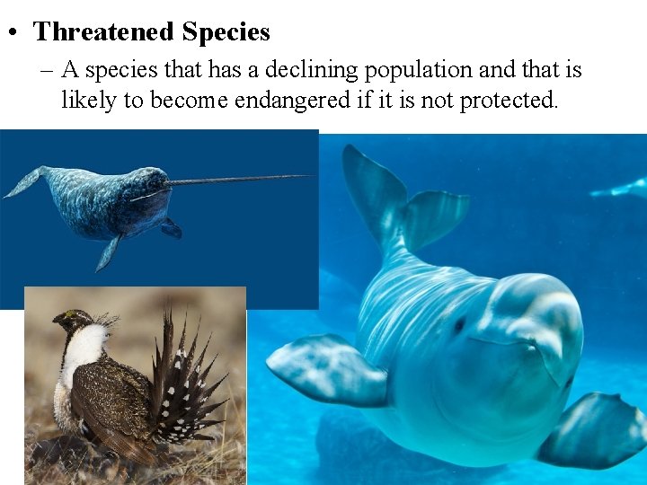  • Threatened Species – A species that has a declining population and that