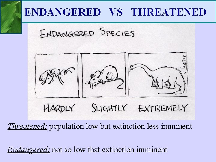 ENDANGERED VS THREATENED Threatened: population low but extinction less imminent Endangered: not so low