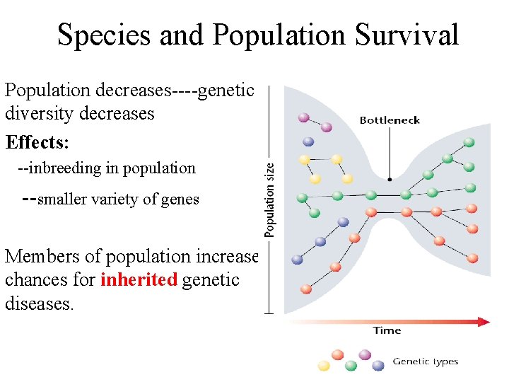 Species and Population Survival Population decreases----genetic diversity decreases Effects: --inbreeding in population --smaller variety