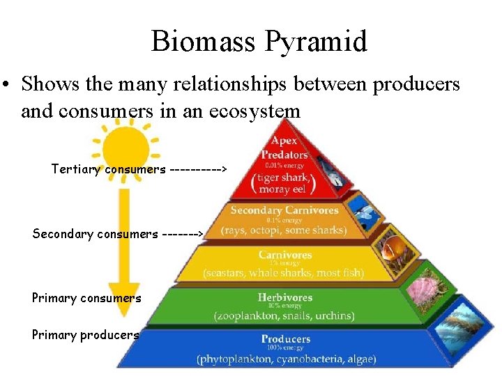 Biomass Pyramid • Shows the many relationships between producers and consumers in an ecosystem