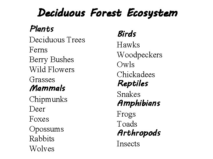 Deciduous Forest Ecosystem Plants Deciduous Trees Ferns Berry Bushes Wild Flowers Grasses Mammals Chipmunks