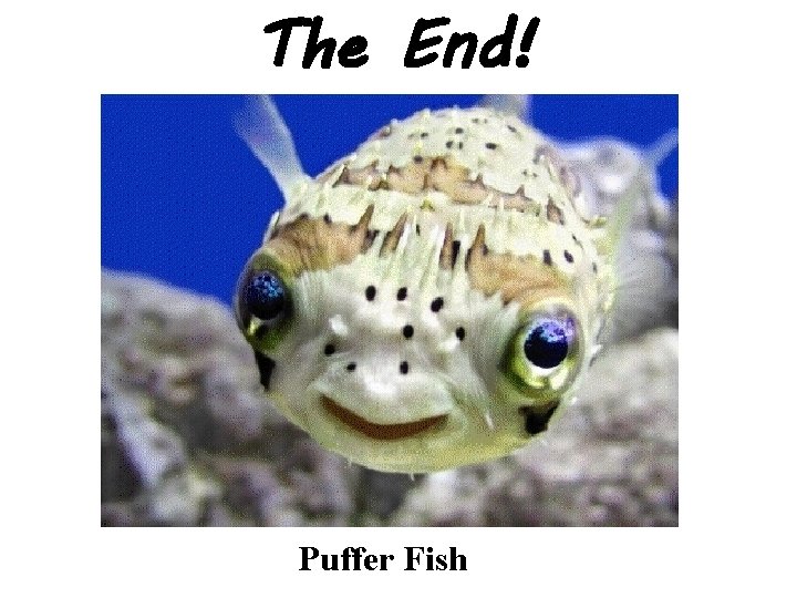 The End! Puffer Fish 