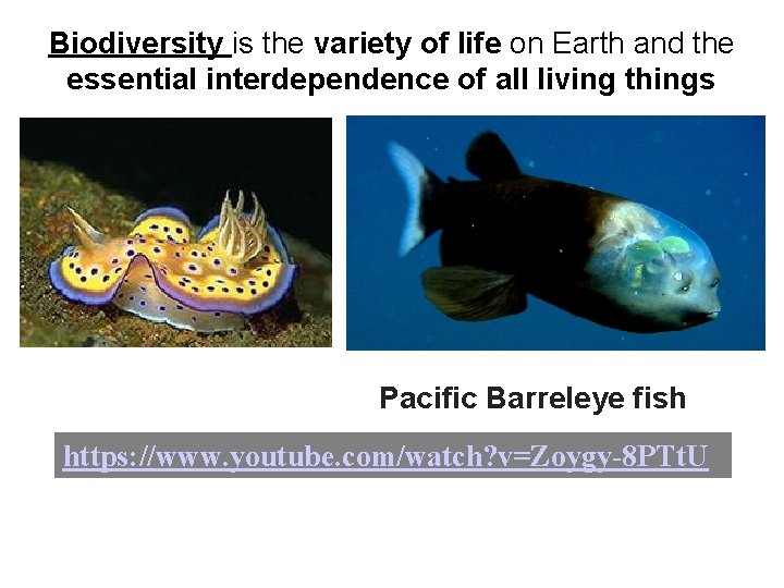 Biodiversity is the variety of life on Earth and the essential interdependence of all