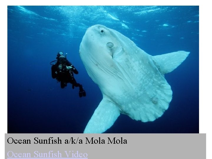 Ocean Sunfish a/k/a Mola Ocean Sunfish Video 