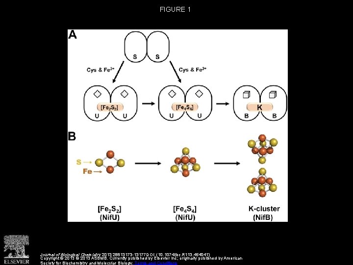 FIGURE 1 Journal of Biological Chemistry 2013 28813173 -13177 DOI: (10. 1074/jbc. R 113.