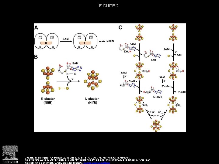 FIGURE 2 Journal of Biological Chemistry 2013 28813173 -13177 DOI: (10. 1074/jbc. R 113.