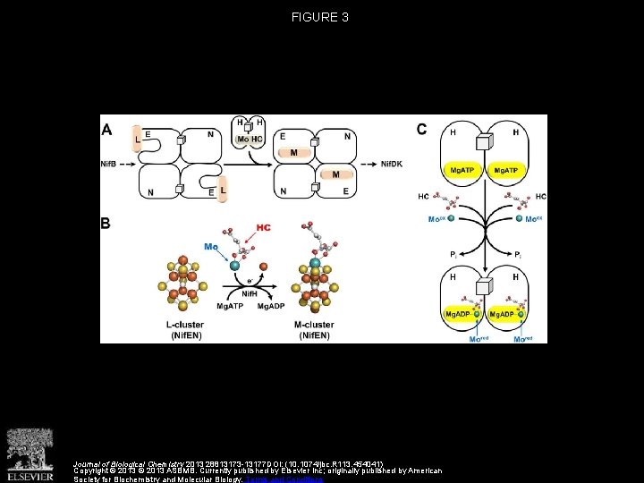 FIGURE 3 Journal of Biological Chemistry 2013 28813173 -13177 DOI: (10. 1074/jbc. R 113.