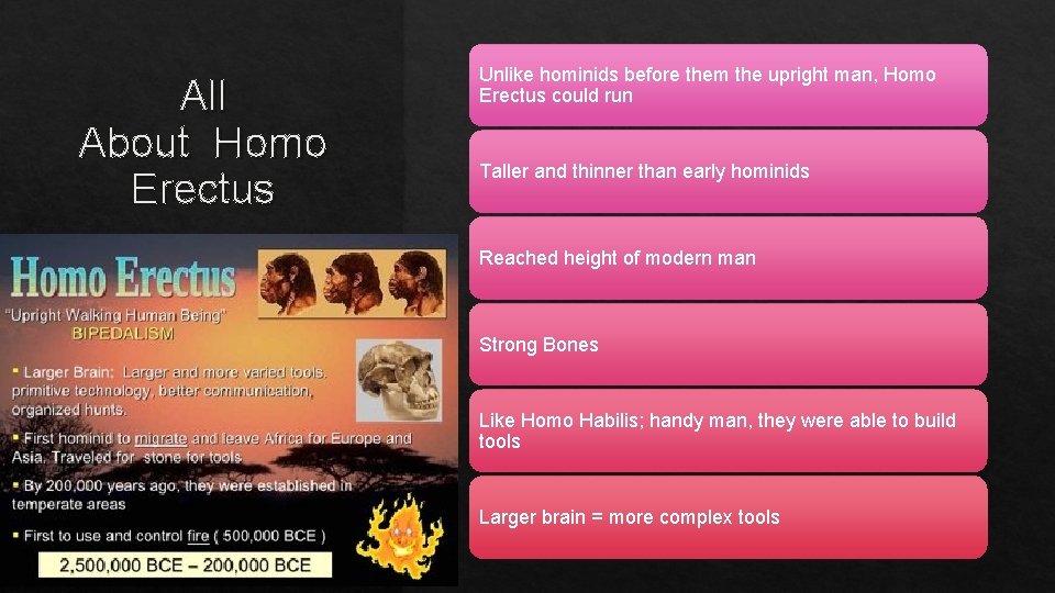 All About Homo Erectus Unlike hominids before them the upright man, Homo Erectus could