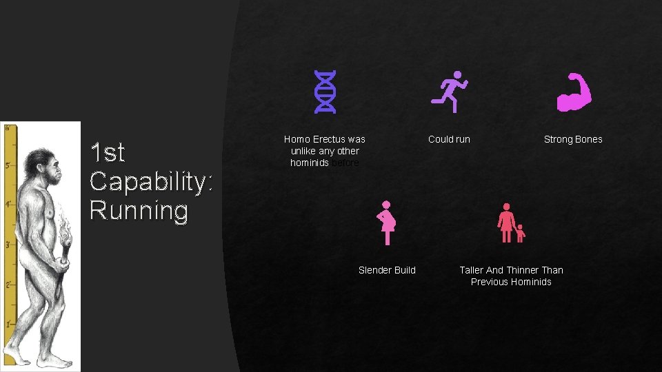 1 st Capability: Running Homo Erectus was unlike any other hominids before Slender Build