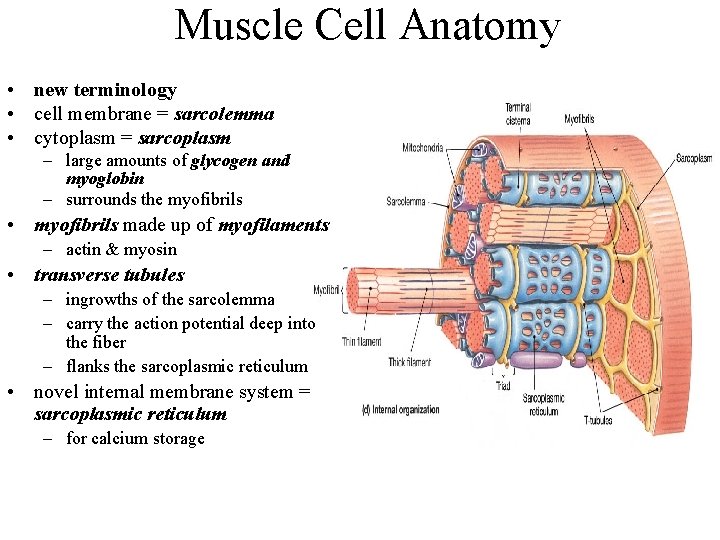 Muscle Cell Anatomy • new terminology • cell membrane = sarcolemma • cytoplasm =