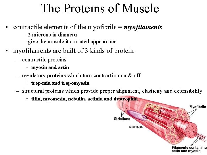 The Proteins of Muscle • contractile elements of the myofibrils = myofilaments -2 microns