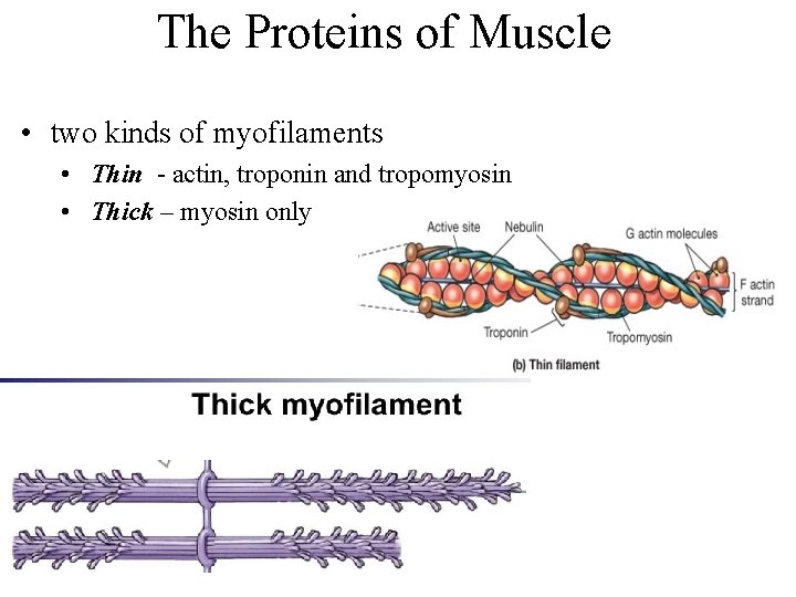 The Proteins of Muscle • two kinds of myofilaments • Thin - actin, troponin