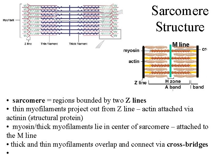 Sarcomere Structure M line • sarcomere = regions bounded by two Z lines •